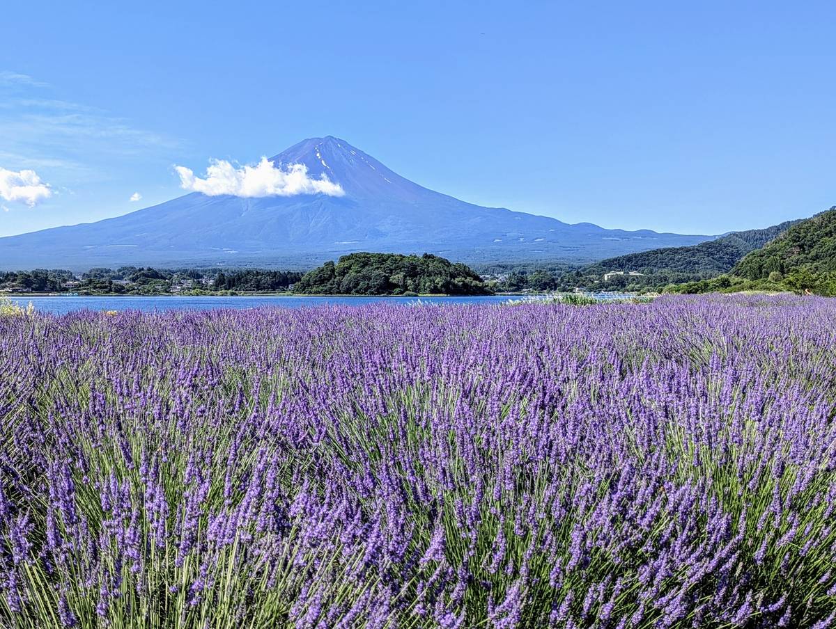 Purple lavender field, lake, and Mount Fuji under a blue sky.