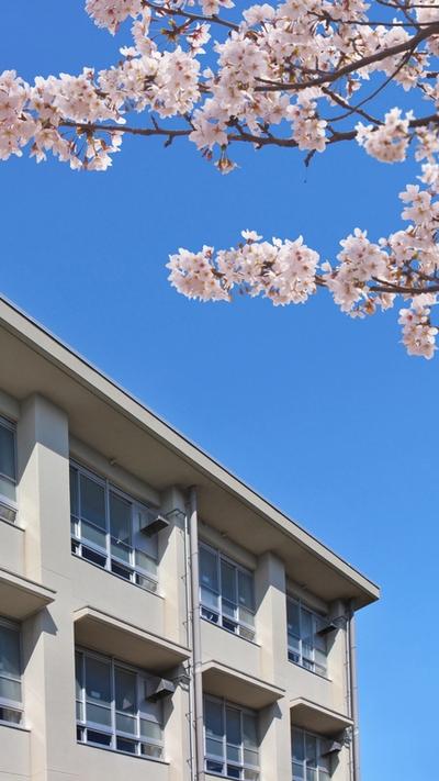 Graduation and Entrance Ceremonies in Japan: How They Differ From Overseas