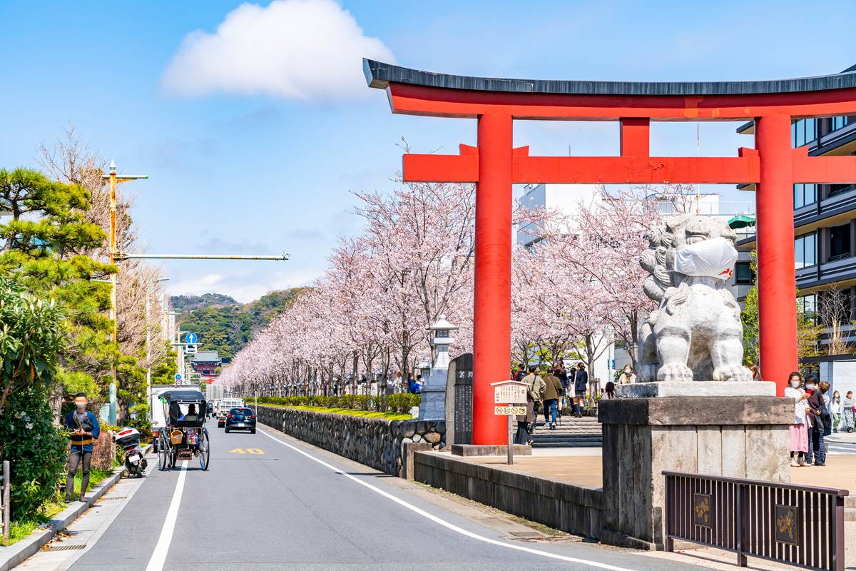 Cherry blossom-lined street leading to a red torii gate with a masked komainu statue.