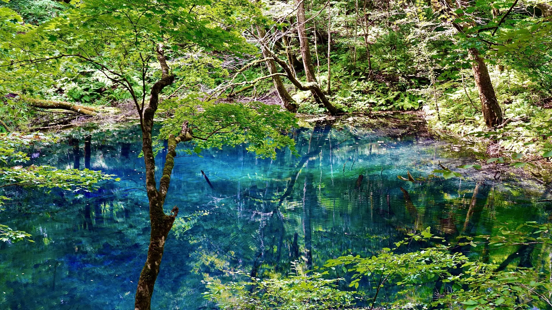 A clear blue pond reflecting surrounding green trees.