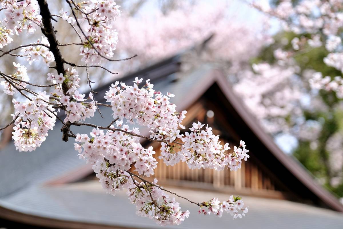 Pink cherry blossoms framing a traditional Japanese temple roof.
