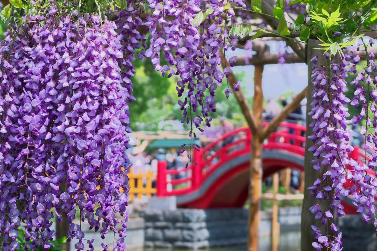 Cascades of purple wisteria blossoms frame a red arched bridge.