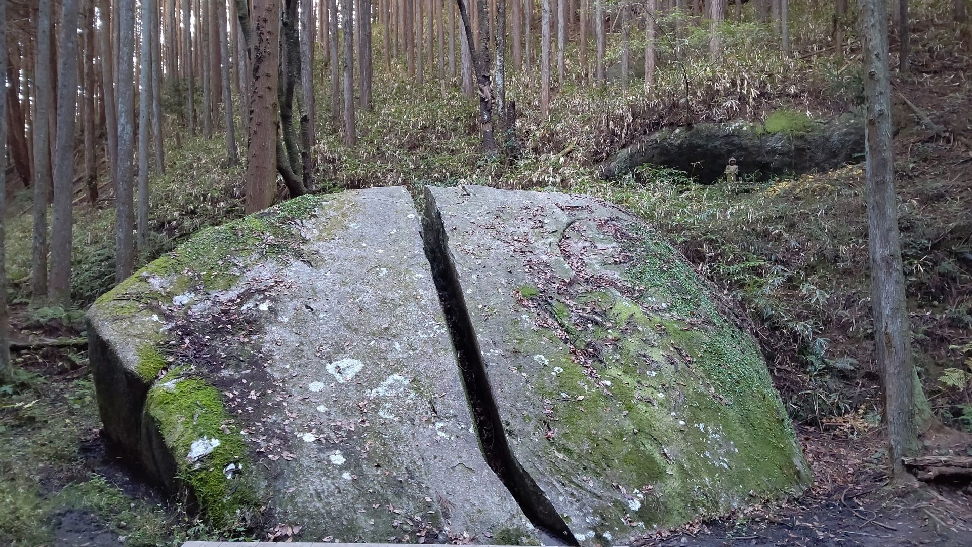 A large, moss-covered boulder with a straight split down the middle in a forest.