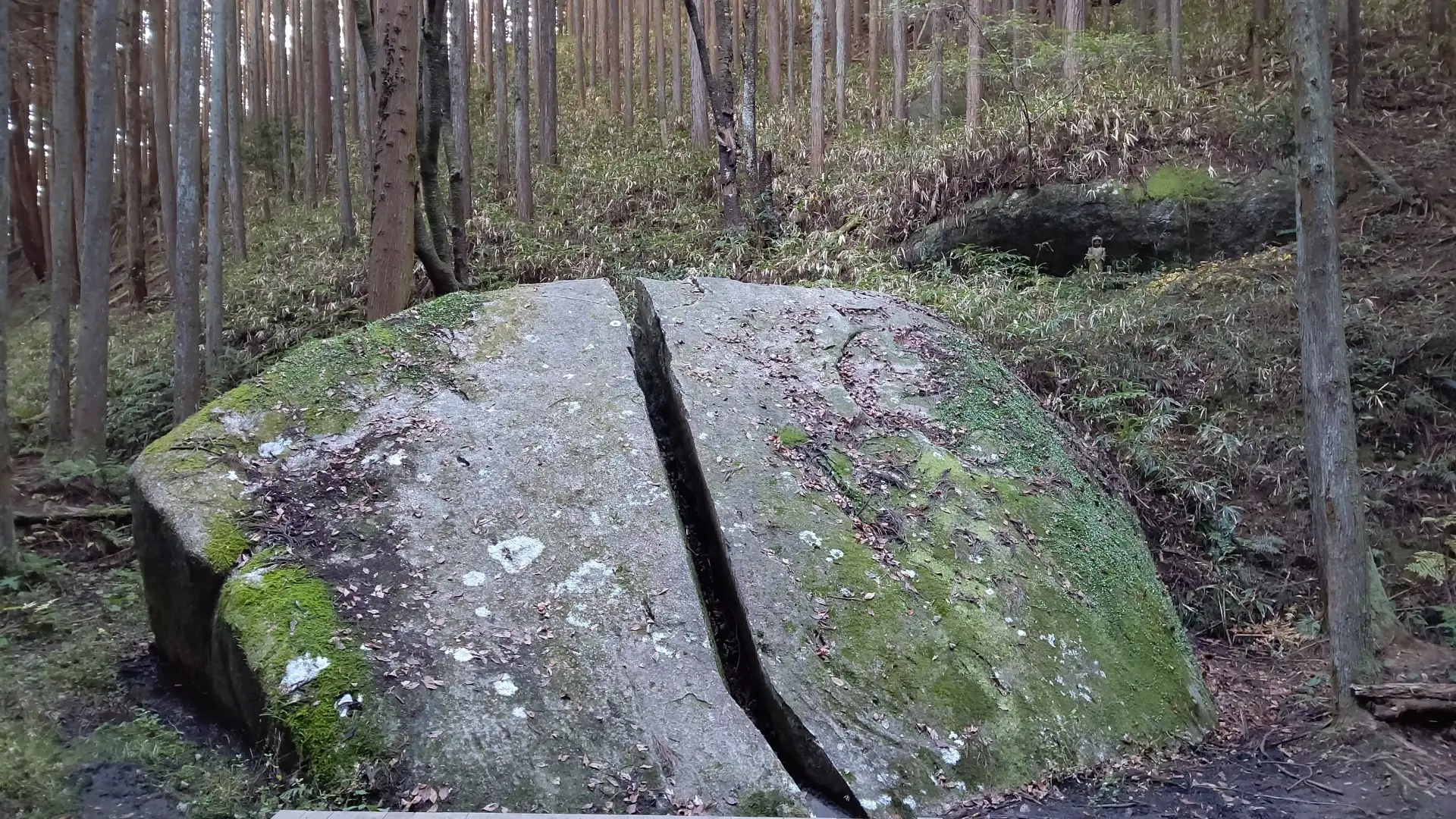 A large, moss-covered boulder with a straight split down the middle in a forest.