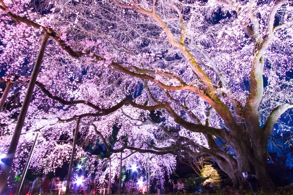 ライトアップされた六義園のしだれ桜