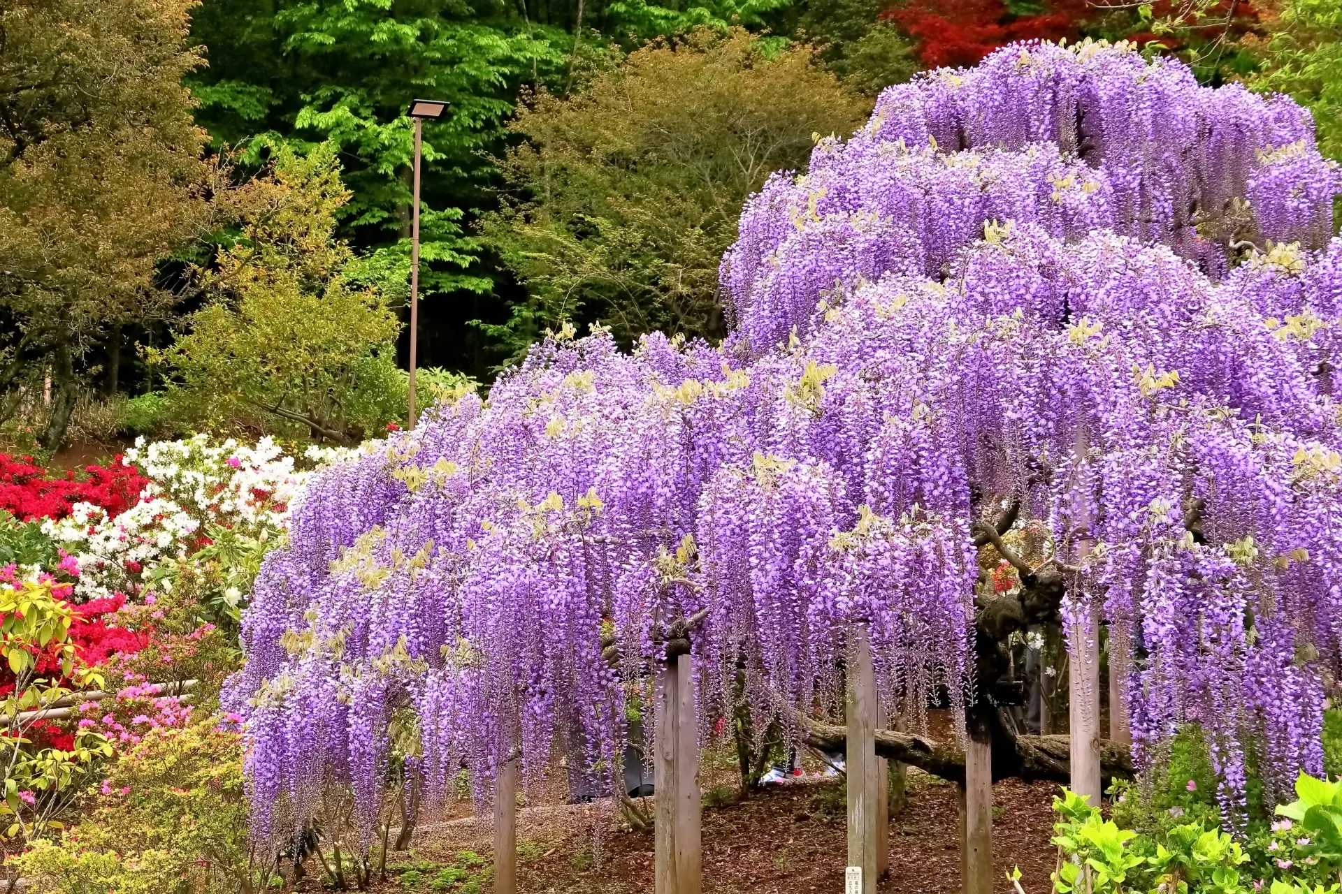 A large wisteria tree with long cascades of purple flowers in full bloom, supported by posts in a lush garden.