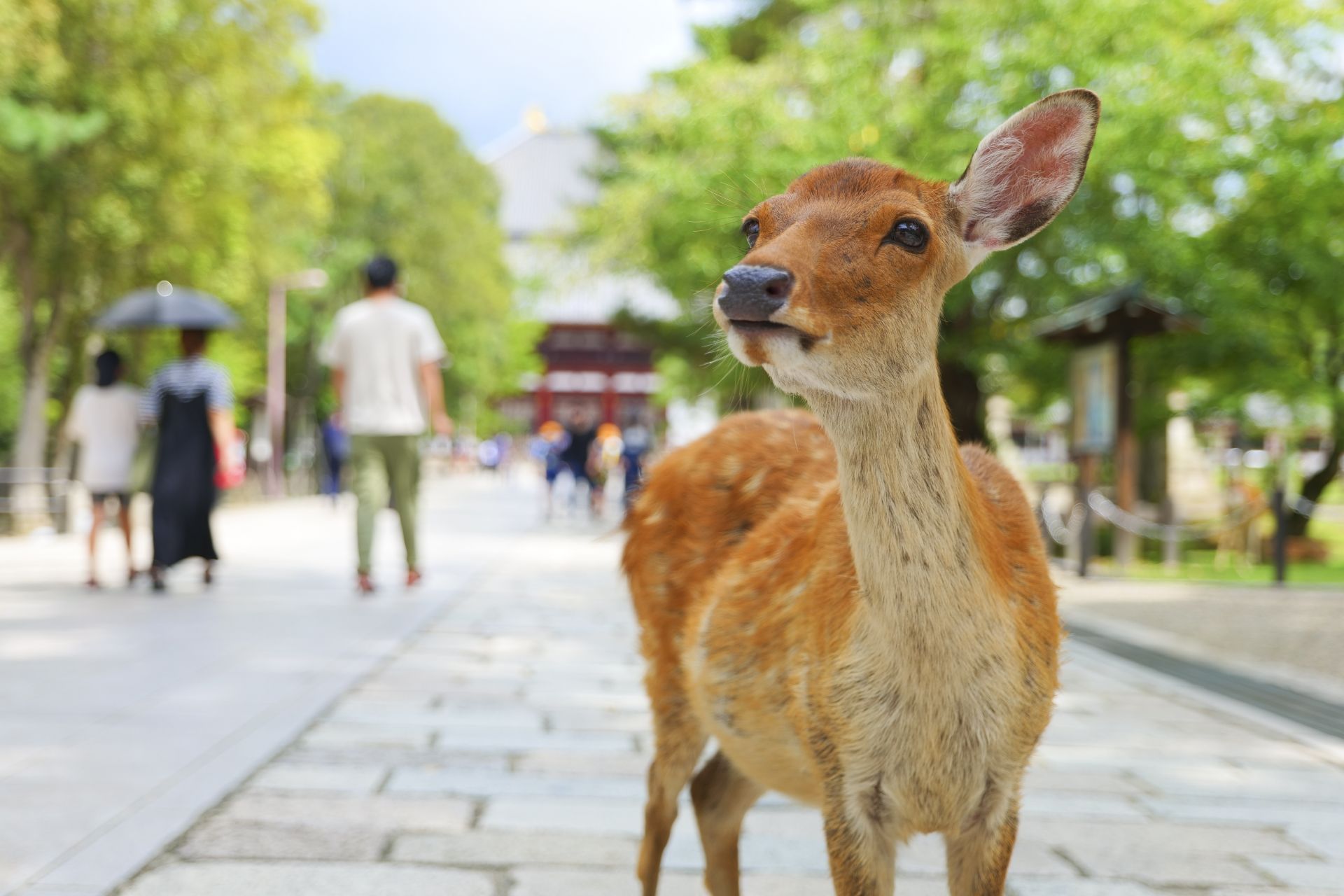 A Sika deer looks up on a paved path, with blurred people and traditional buildings in the background.