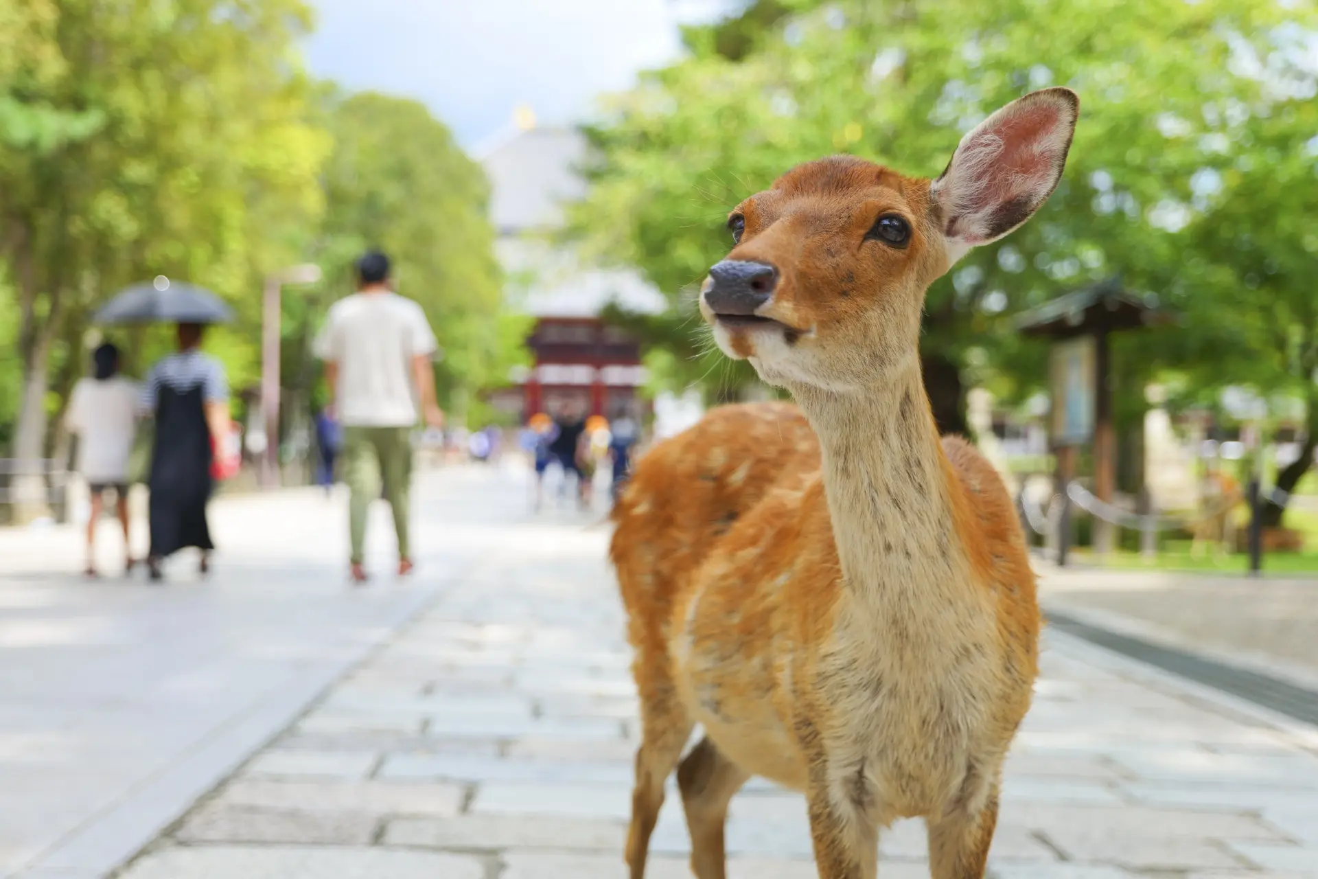A Sika deer looks up on a paved path, with blurred people and traditional buildings in the background.