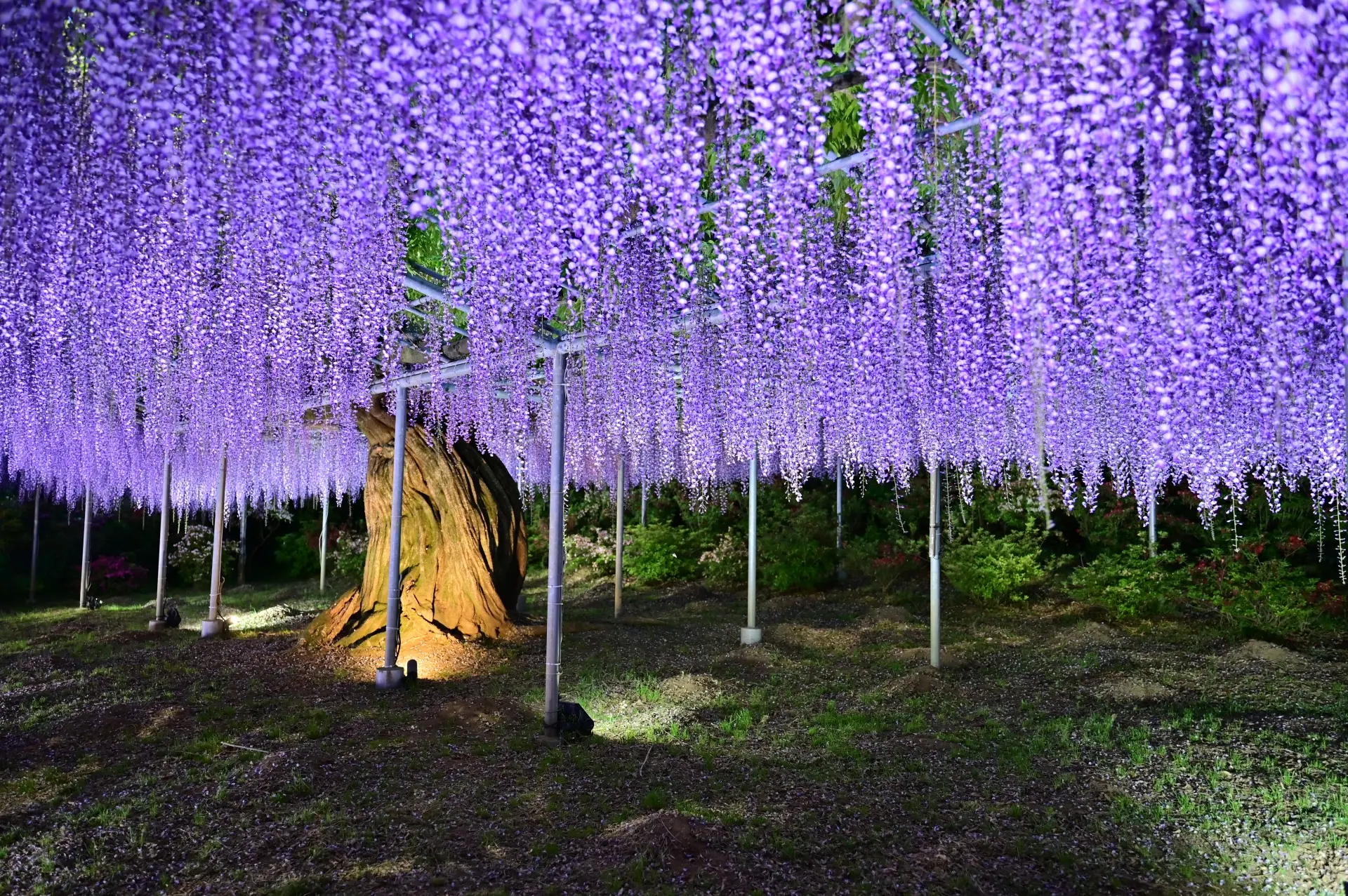 A large, ancient tree with a sprawling canopy of vibrant purple wisteria flowers hanging down, illuminated at night.