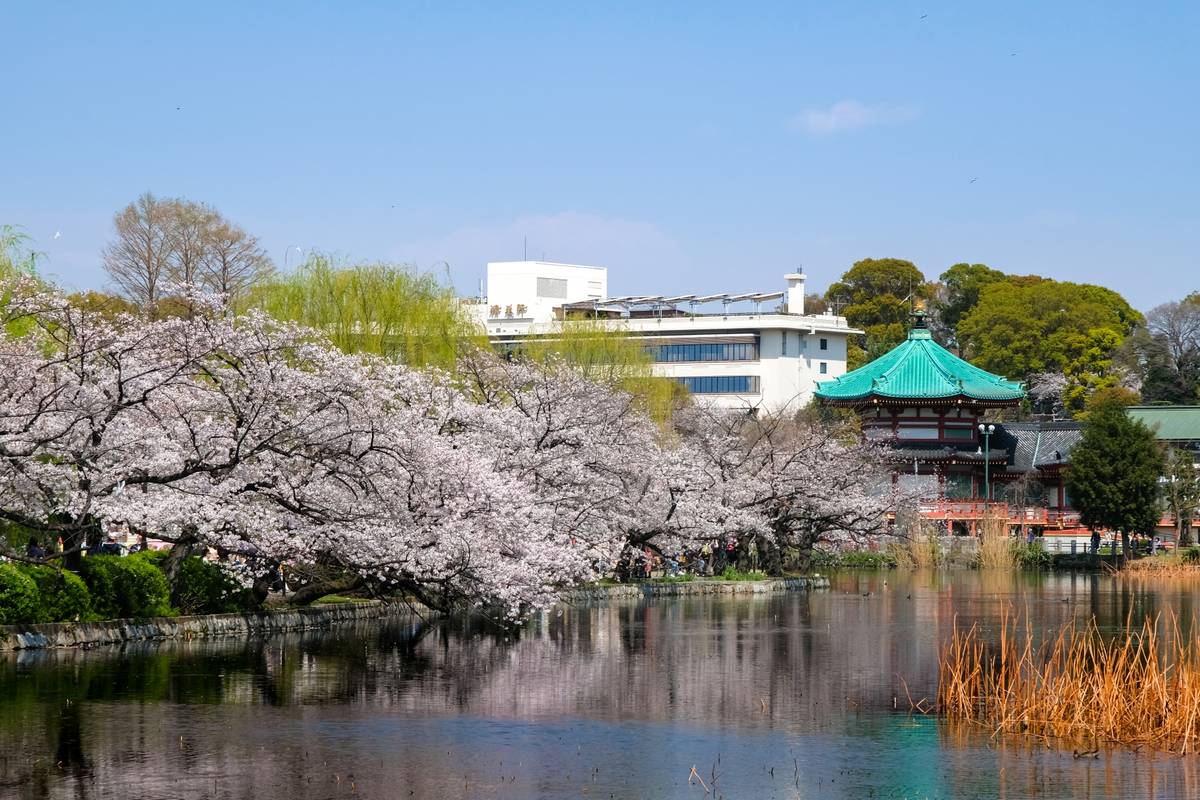 Blooming cherry blossom trees line a lake, with a traditional Japanese temple and buildings in the background.