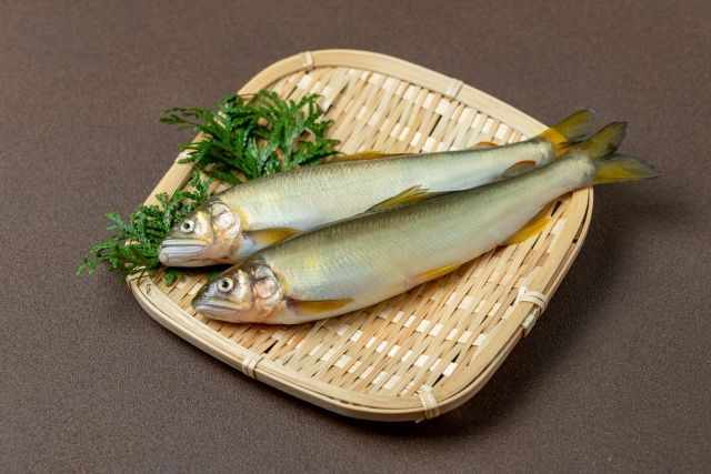 鮎 specialty food