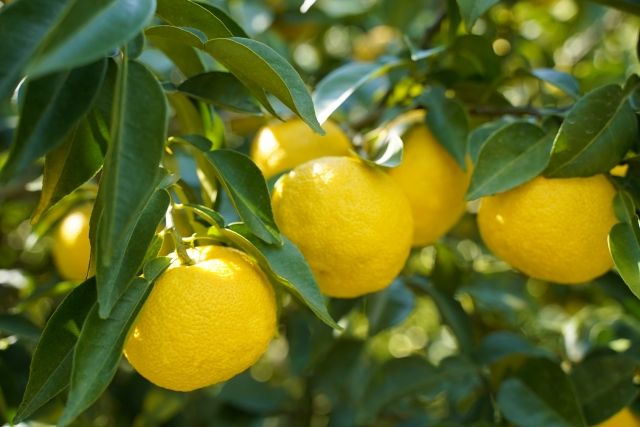 Yuzu specialty food