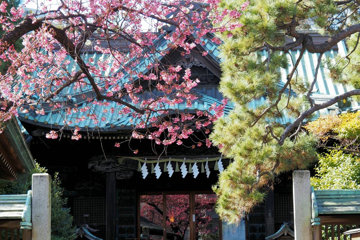 A traditional Japanese shrine with a blue-green roof, framed by pink cherry blossoms and a green pine tree, with white shide hanging from the eaves.
