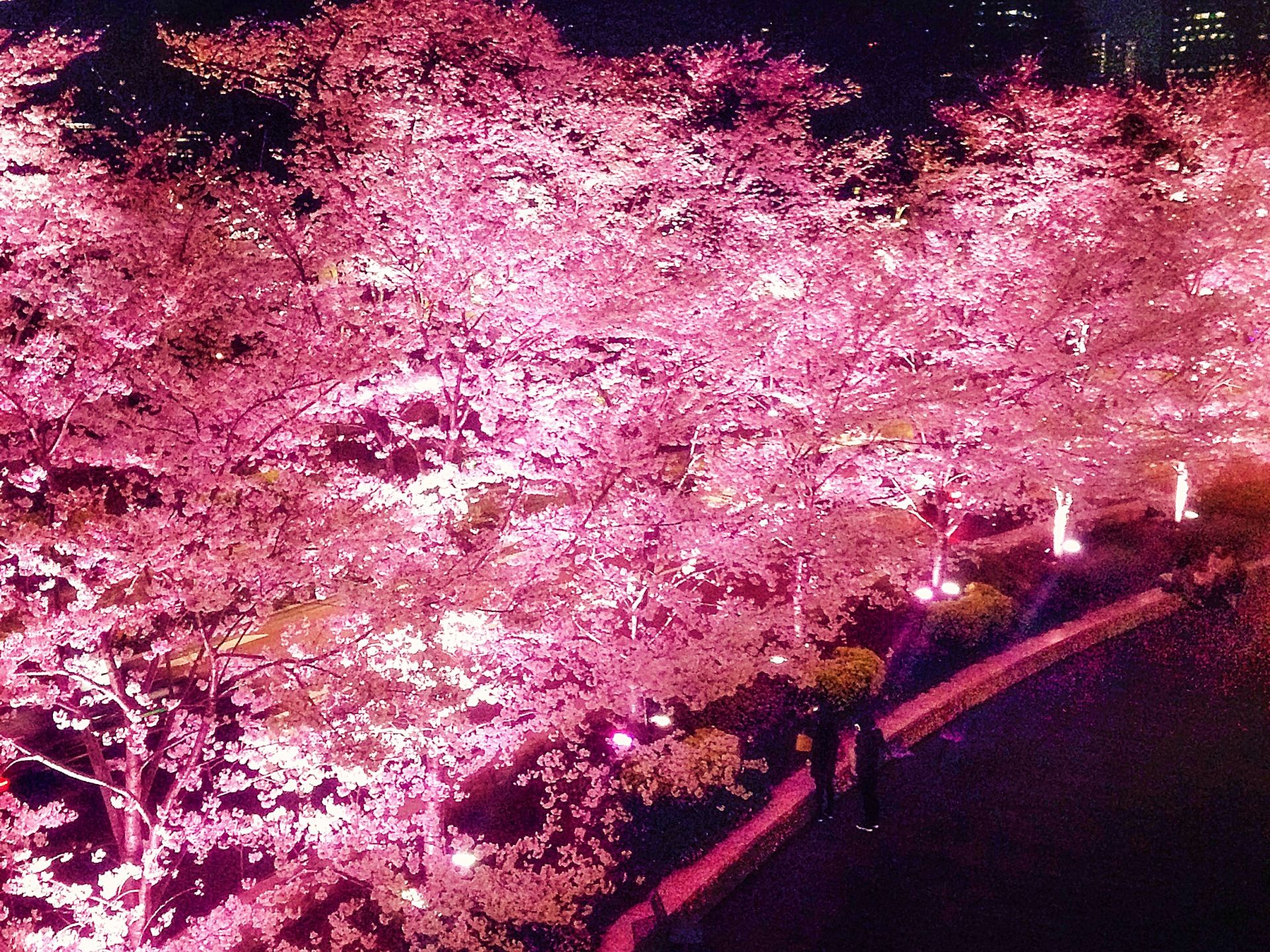 Cherry blossom trees illuminated bright pink at night, with two people walking on a path below.