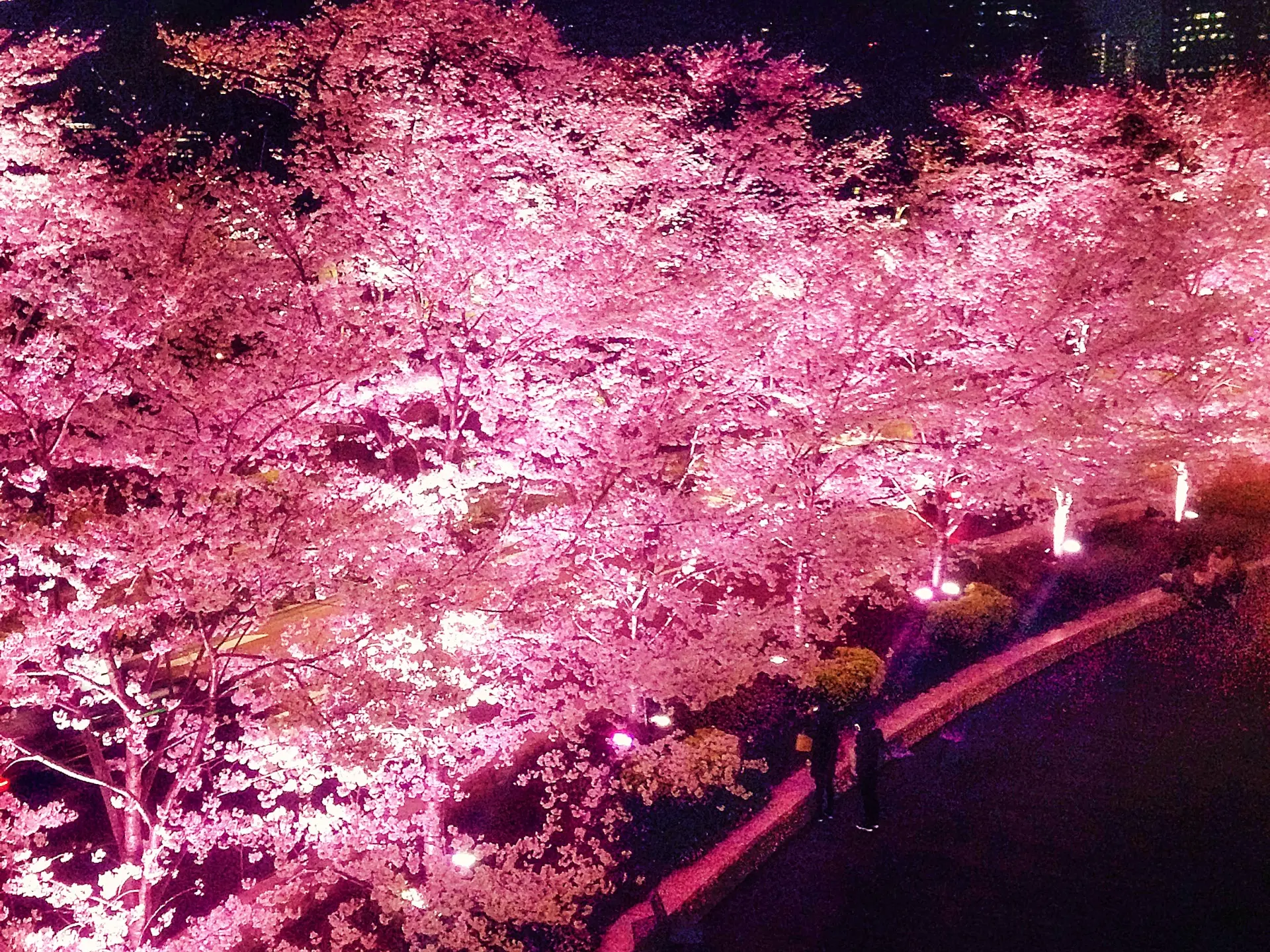 Cherry blossom trees illuminated bright pink at night, with two people walking on a path below.