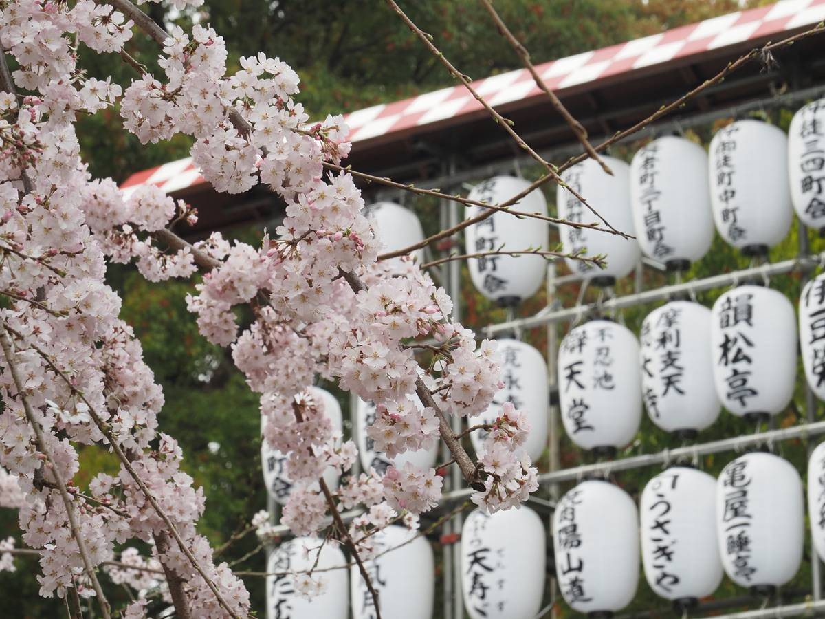 Cherry blossoms in the foreground with rows of white Japanese lanterns featuring black calligraphy in the background.