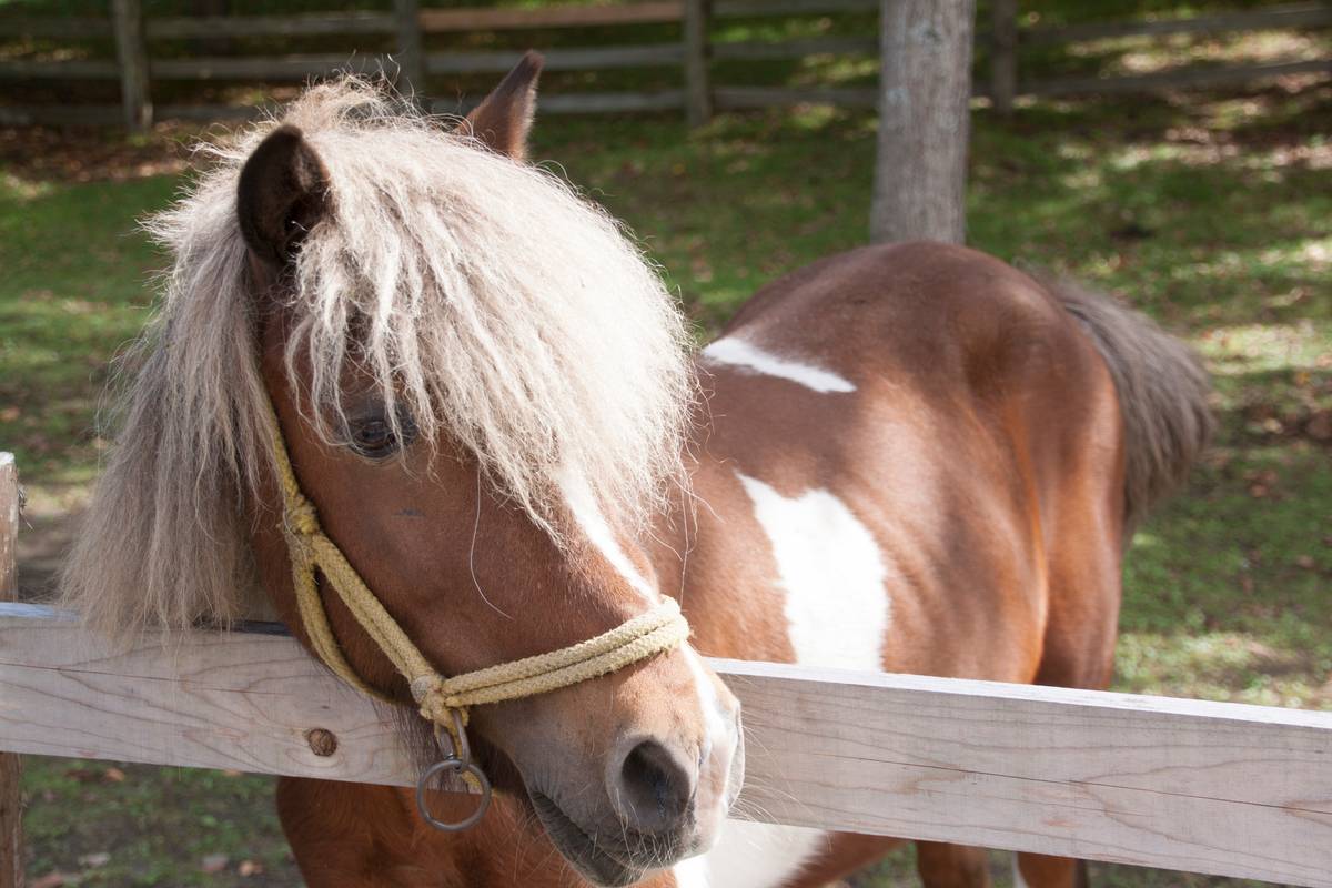A brown and white pony with a shaggy blonde mane leans on a wooden fence.