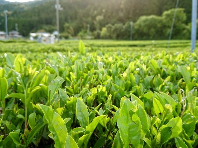 阿波晩茶 specialty food