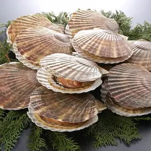 Mutsu Bay Scallops