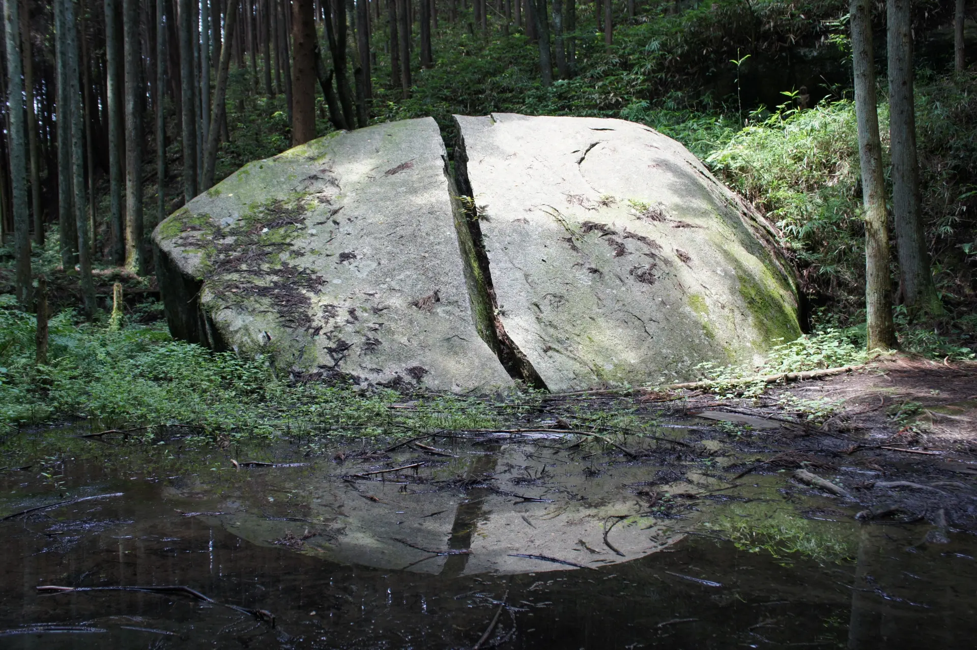 A large boulder split vertically in a forest, reflected in a foreground puddle.
