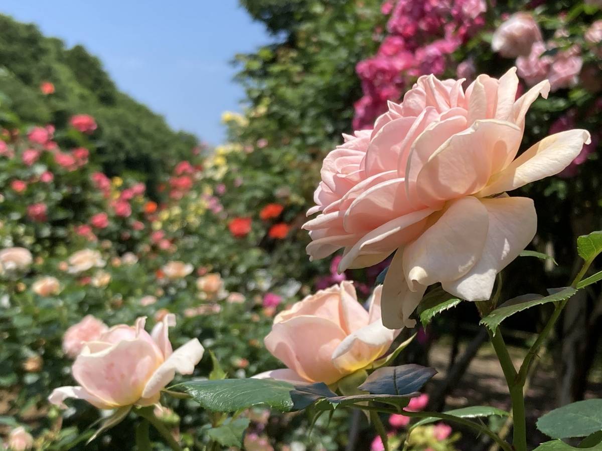 Close-up of light pink roses in bloom with a blurred colorful rose garden in the background under a blue sky.