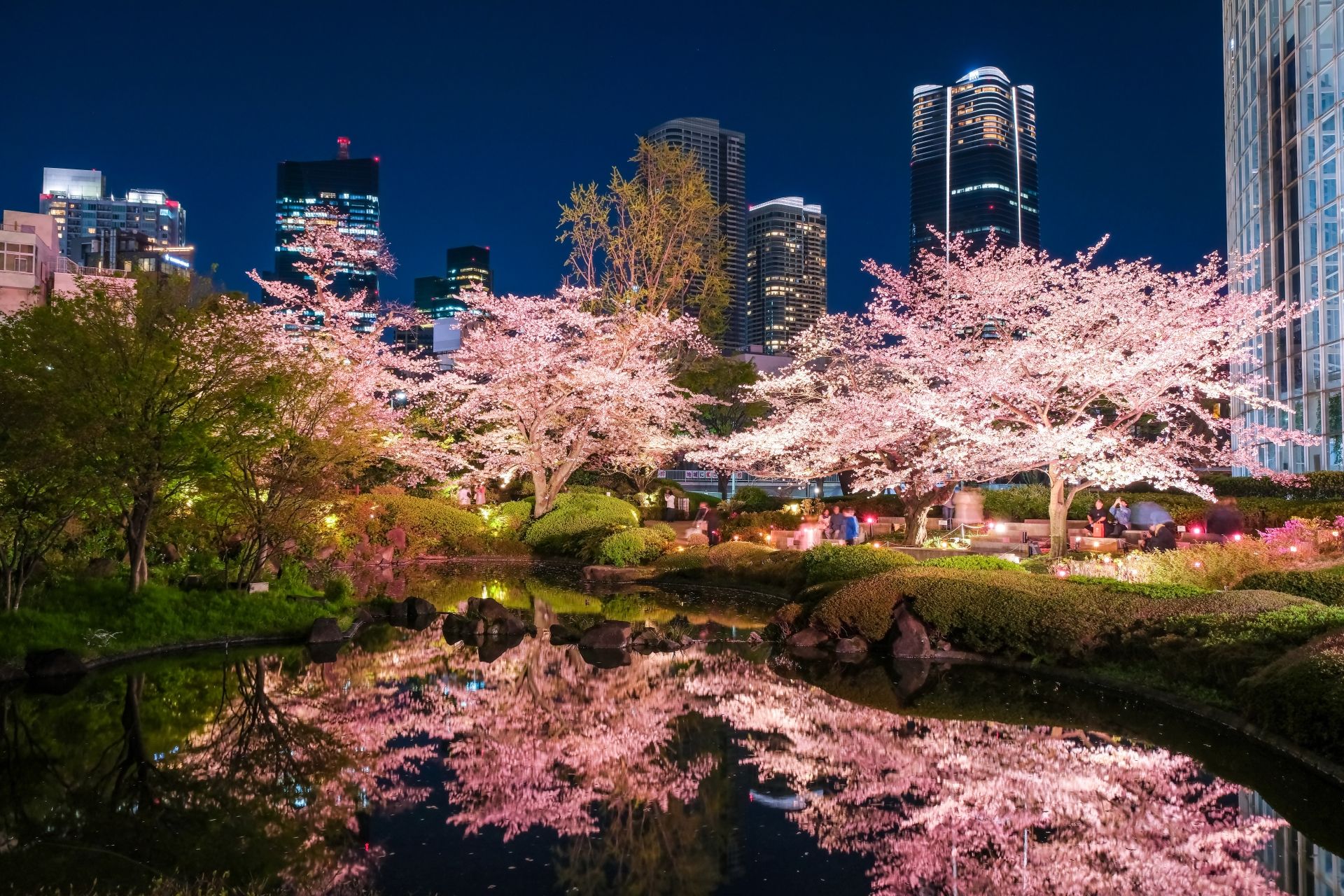 Pink cherry blossoms reflecting in a pond at night, with a city skyline.