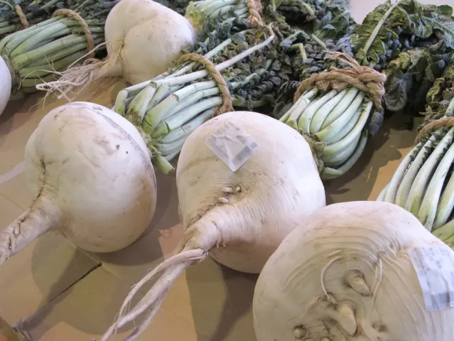 Sakurajima Daikon (Radish)
