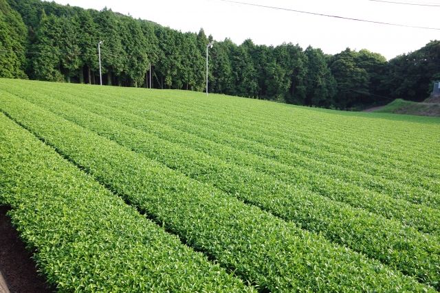 Ureshino Tea specialty food