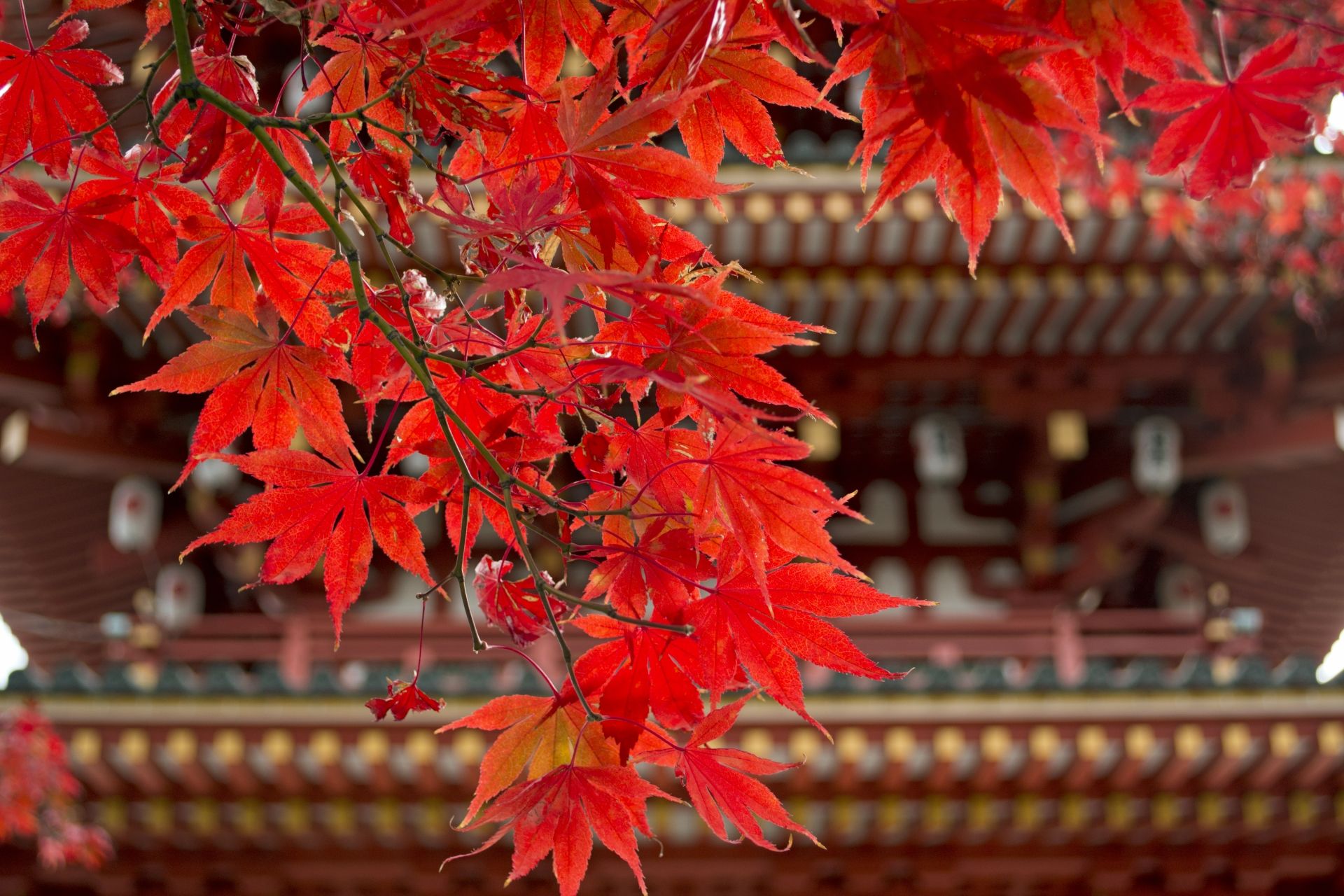 Exploring Shrines in Tokyo Offering Unique Goshuin