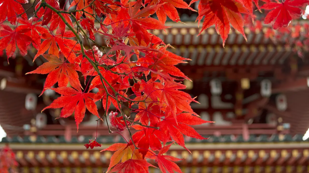 Exploring Shrines in Tokyo Offering Unique Goshuin