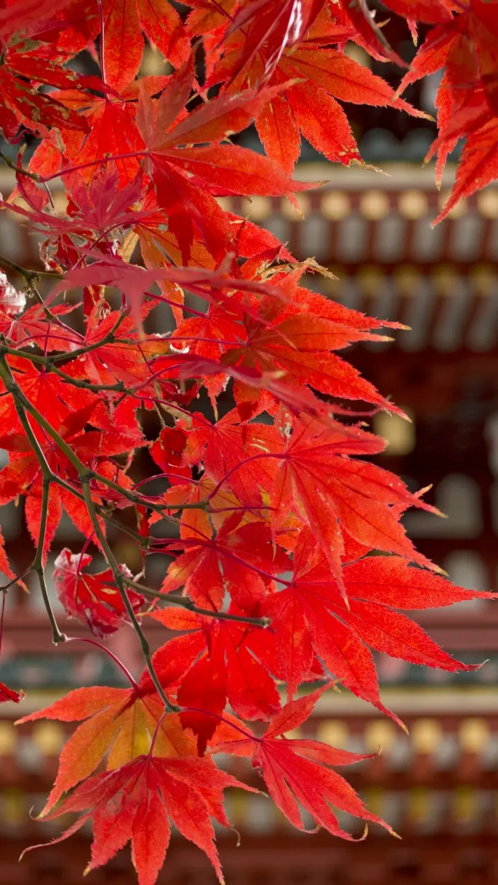 Exploring Shrines in Tokyo Offering Unique Goshuin