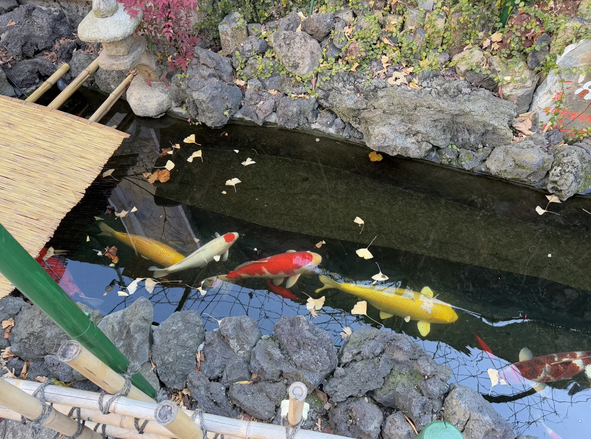 Colorful koi fish swim in a pond with rocks, bamboo, and floating ginkgo leaves.