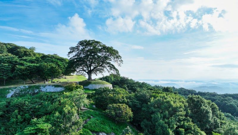 kdrama filming locations in buyeo for a trip outside of seoul love tree