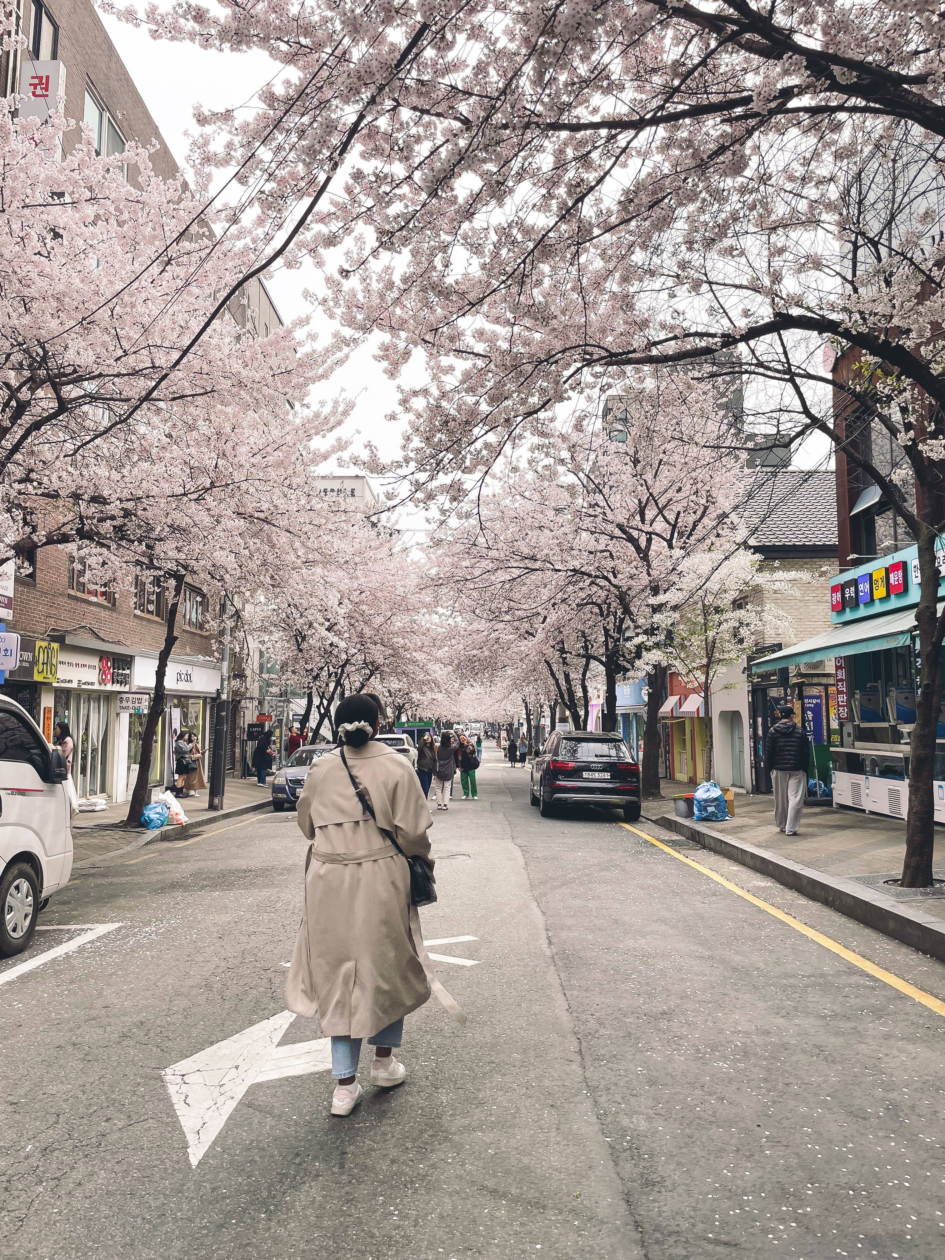 traveling to korea for the first time_spring and cherry blossoms in hapjeong
