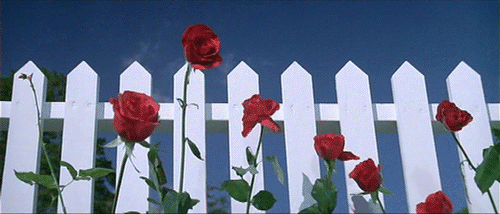 blue velvet directed by david lynch opening scene