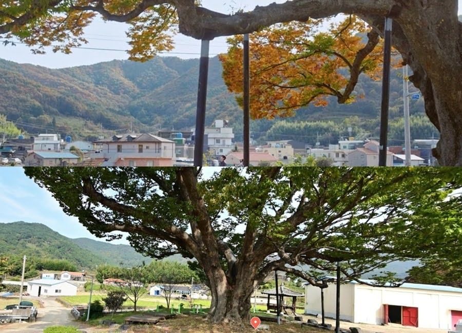Dream To You 2026 Kdrama Filming Locations zelkova tree namhae