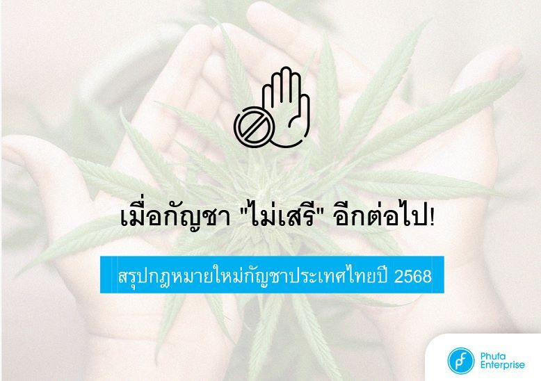 ใบกัญชาอยู่บนสองฝ่ามือ