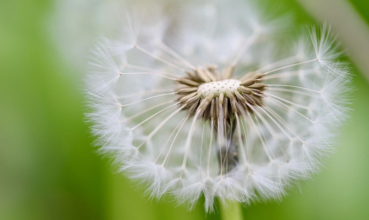 A close-up of a fluffy dandelion puff ready to release its seeds into the breeze.