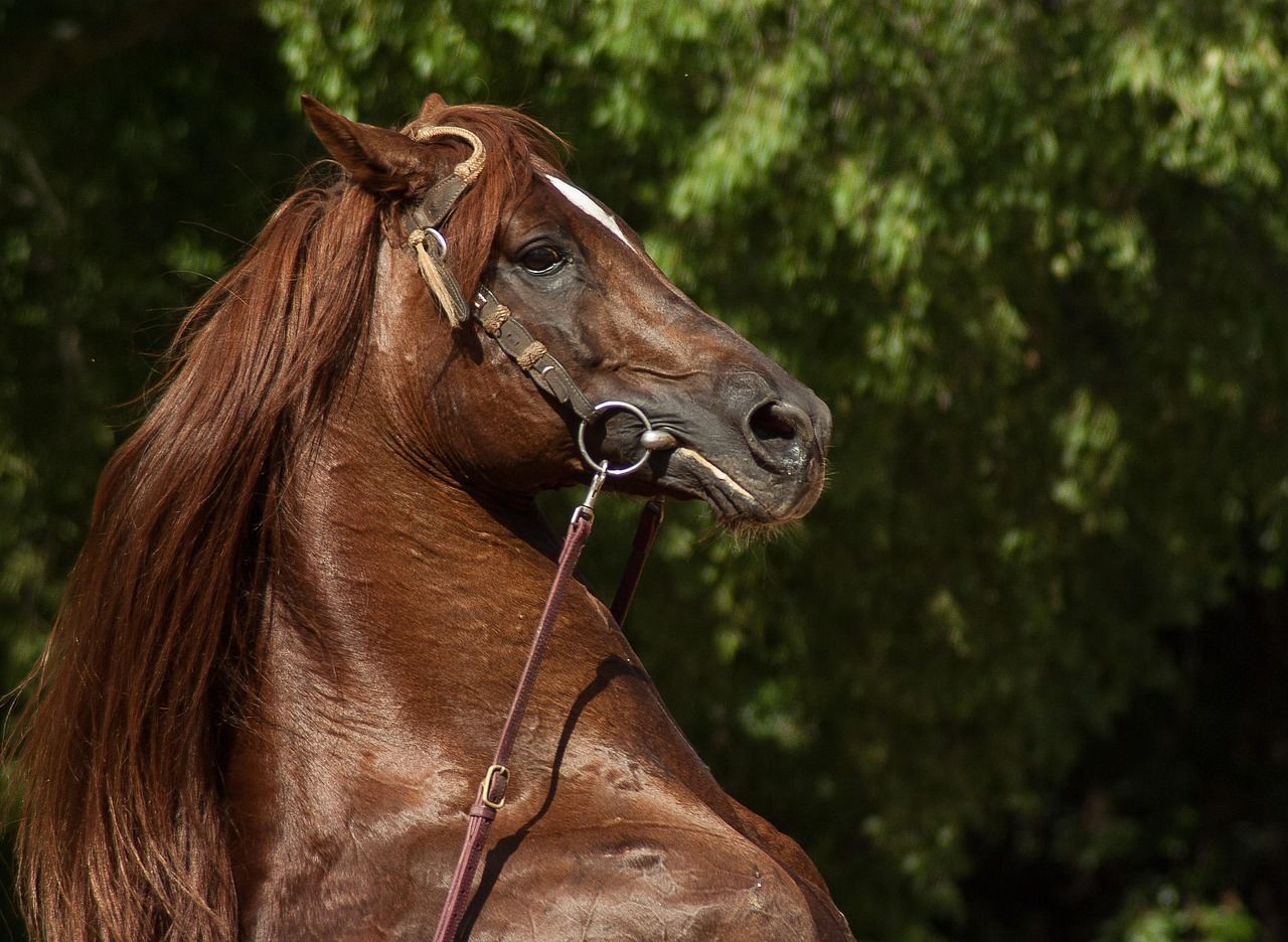 A majestic horse in motion, showcasing its elegance and grace during a dressage performance in a sunlit arena.