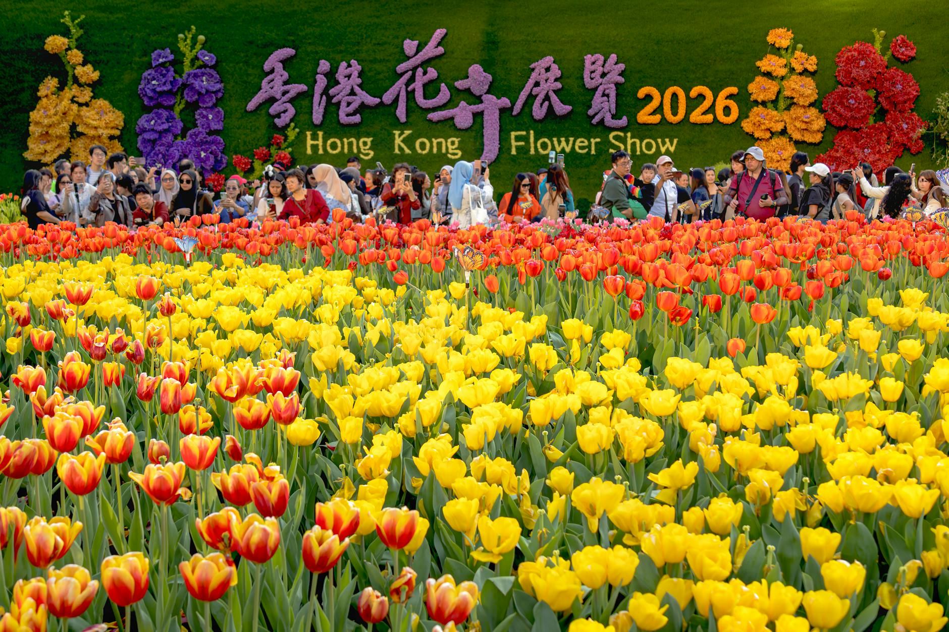 Colorful tulips bloom at the Hong Kong Flower Show 2026, drawing crowds of admirers.