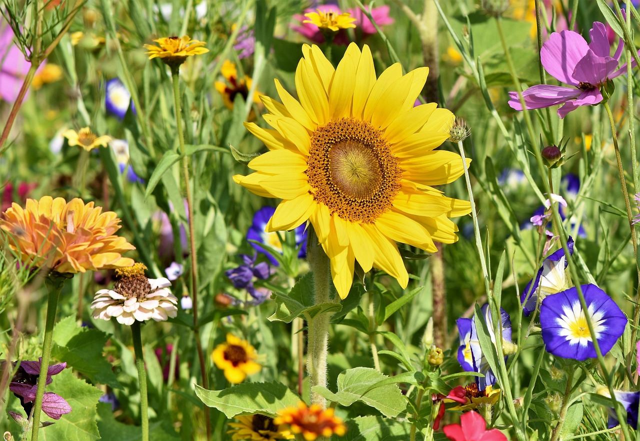 A colorful garden filled with sunflowers and various blooms, perfect for exploring flower gardening.