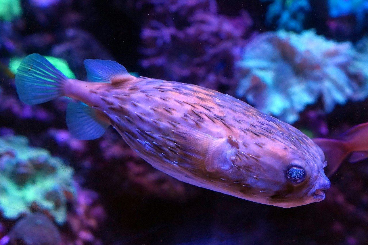 puffer fish