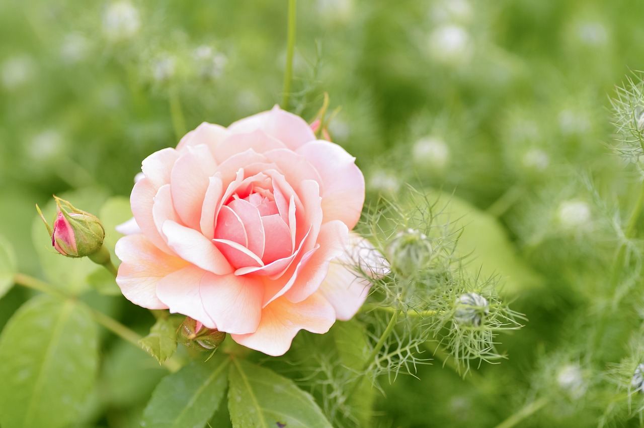 A beautiful pink rose in a lush garden, perfect for inspiring landscaping ideas. Is Landscaping for you? Let's find out!