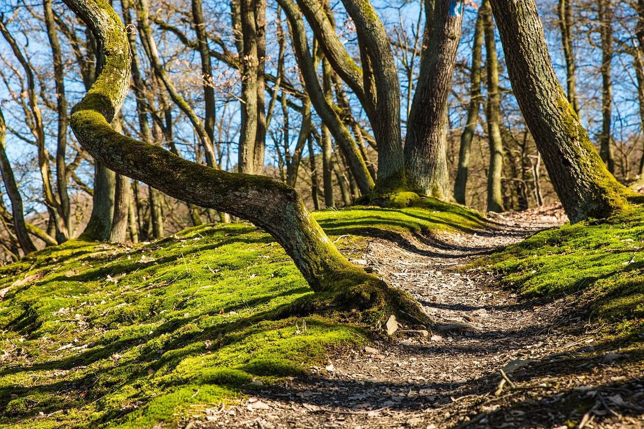 A serene forest path lined with tall trees, inviting runners to explore its winding trails.