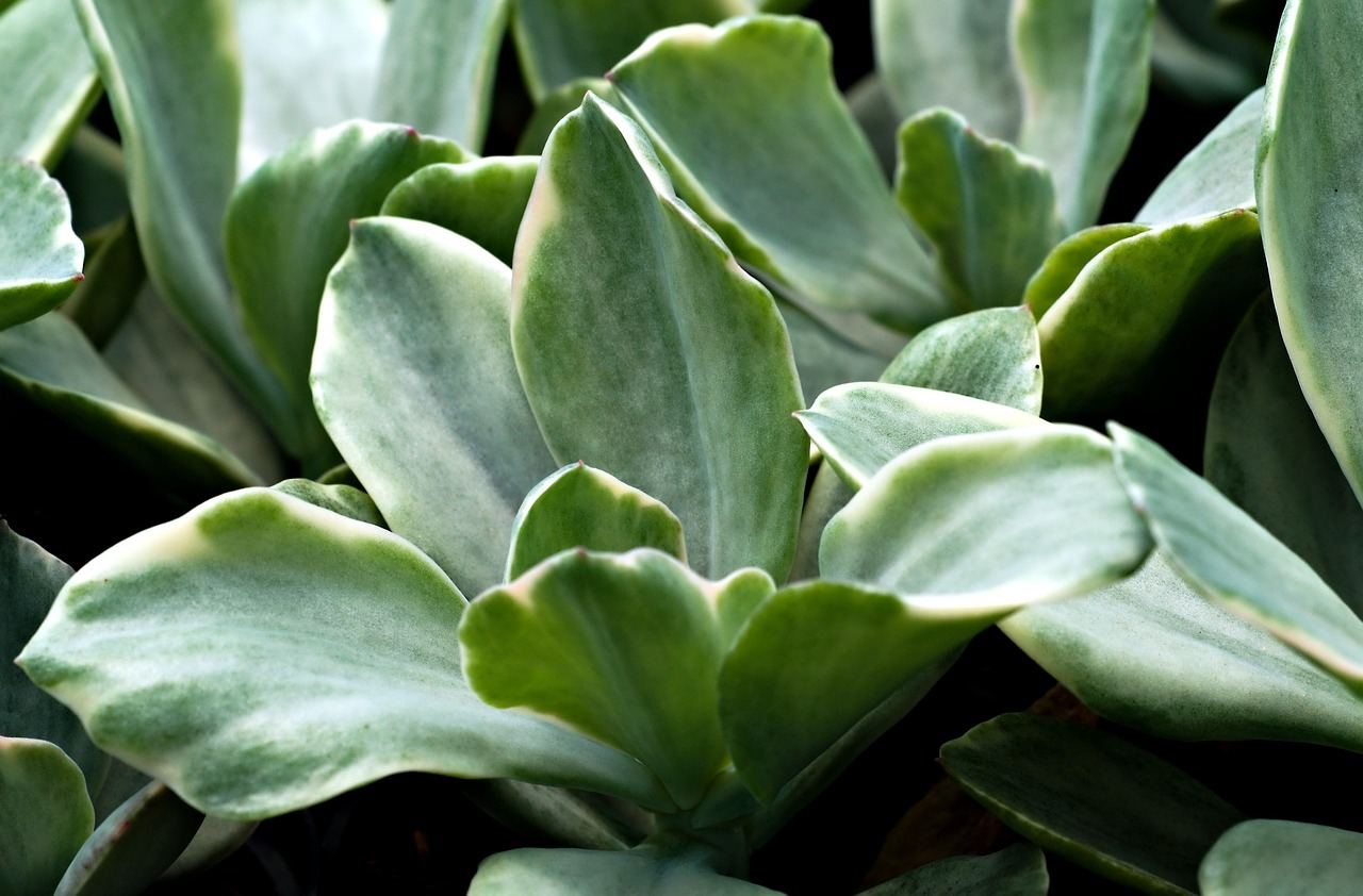 Close-up of lush succulent leaves, perfect for exploring if succulent gardening is for you.
