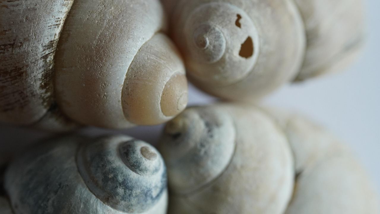 Close-up of various seashells, perfect for exploring if seashell collecting is for you. Let's find out!