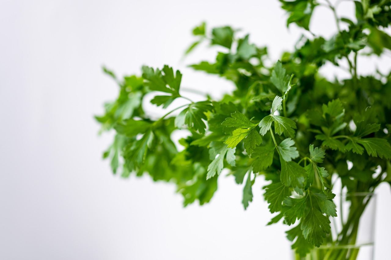 Lush green parsley plants thrive in a sunlit garden, showcasing their vibrant leaves and healthy growth.