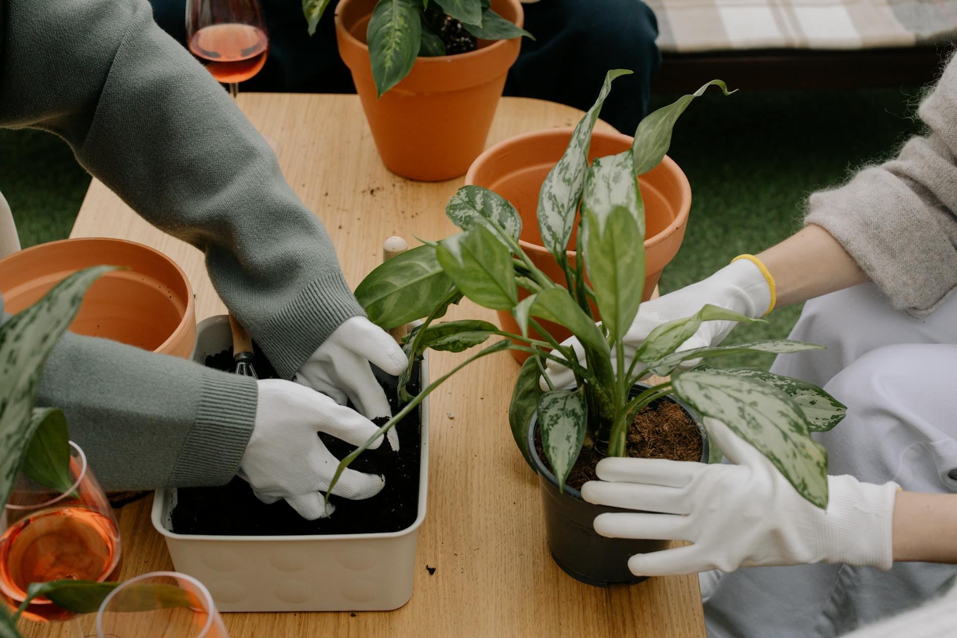 Two people wearing gloves are actively repotting indoor plants at a wooden table. There are terracotta pots, a container with soil, and glasses of a pink beverage in the foreground. The setting appears cozy and inviting.