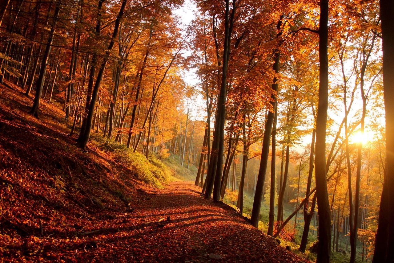 A vibrant autumn landscape with colorful foliage lining a winding trail, inviting runners to explore the scenic path.