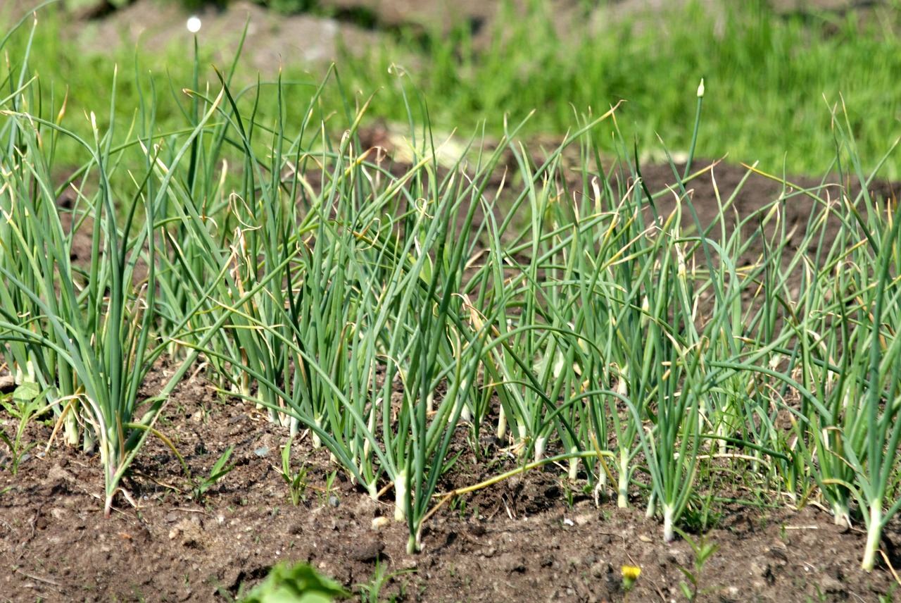Green onion plants growing in a garden, perfect for exploring if vegetable gardening is for you.